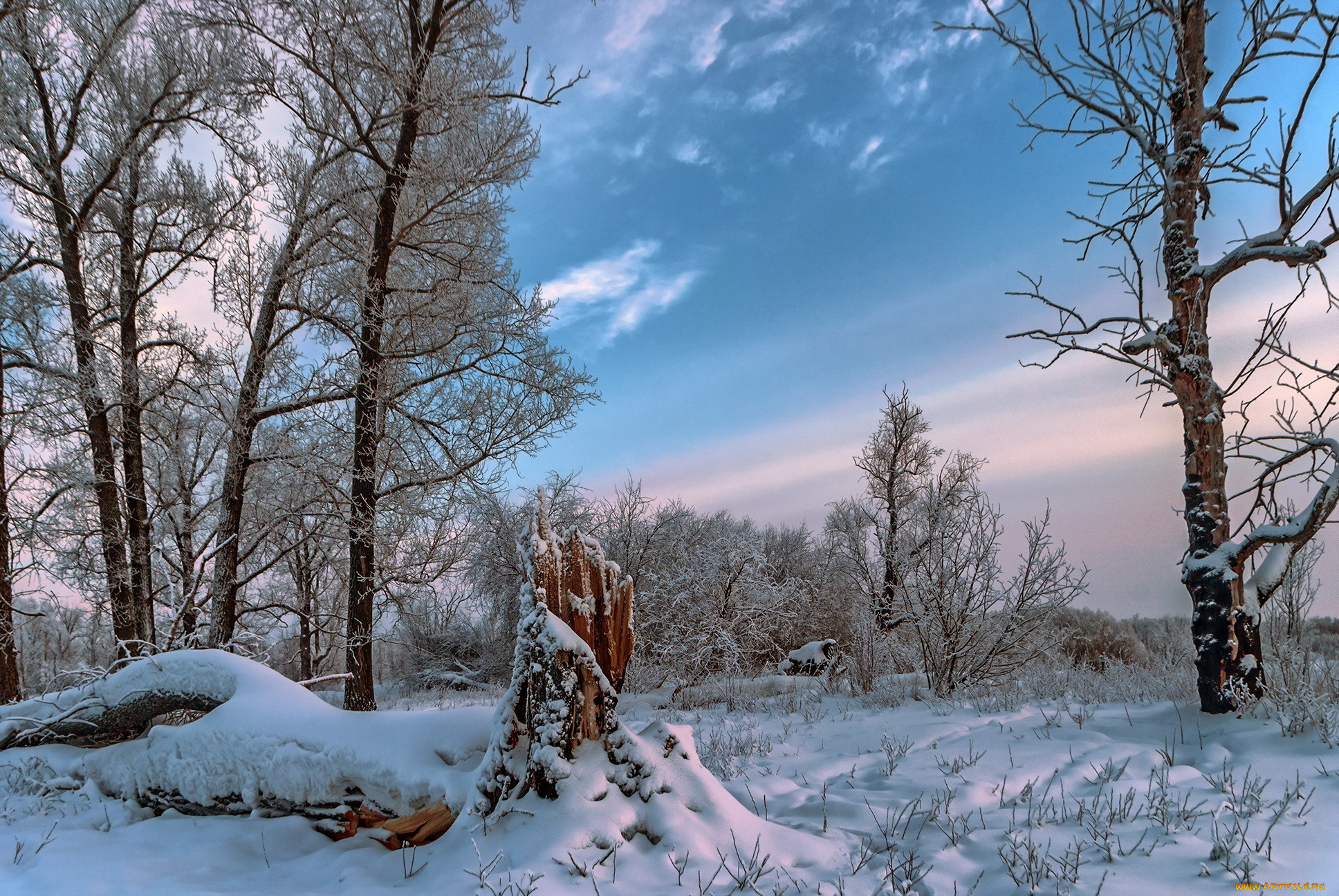 Звуки природы зимой. Зимняя природа. Зима в лесу. Деревья в снегу. Зимой в лесу.